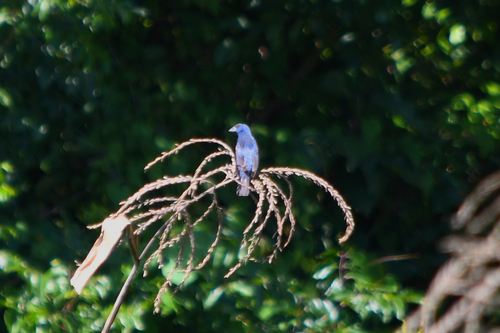 Blue Grosbeak