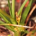 Short-stemmed Sedge - Photo (c) Robert Steers, some rights reserved (CC BY-NC), uploaded by Robert Steers