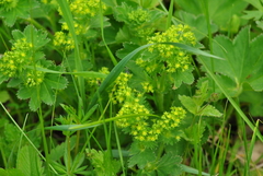 Alchemilla micans