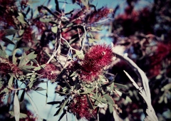 Melaleuca nervosa