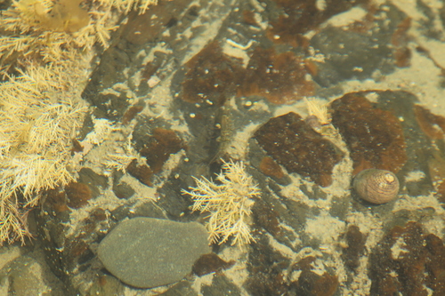Palaemon affinis observed 2026-10-11