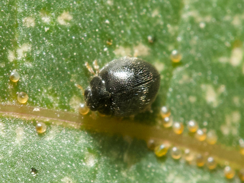 Spider Mite Destroyer