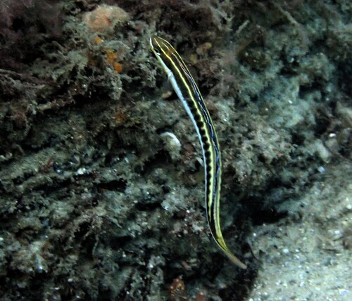 Plagiotremus tapeinosoma observed 2026-10-19
