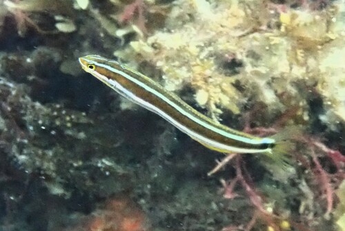 Plagiotremus tapeinosoma observed 2026-10-19
