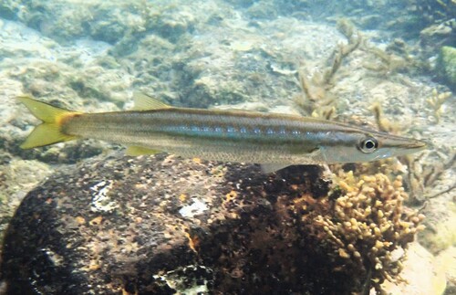 Sphyraena obtusata observed 2026-10-19