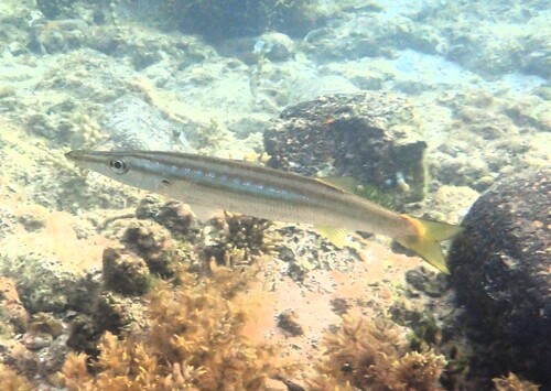 Sphyraena obtusata observed 2026-10-19