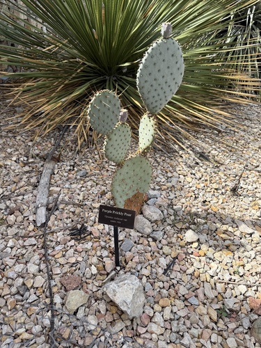 Black-spined Pricklypear