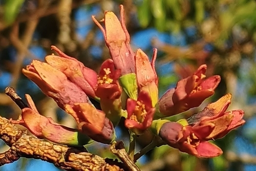 Santalum freycinetianum observed 2026-10-25