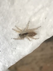 Menemerus bivittatus