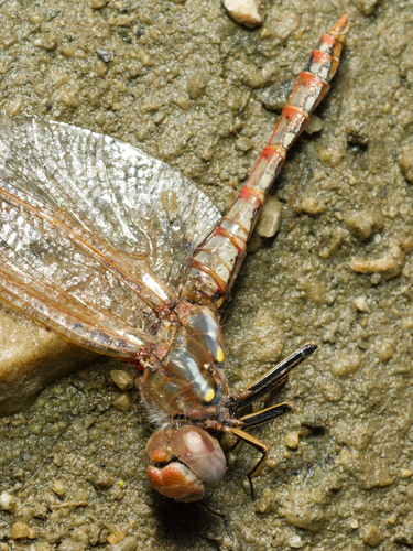 Variegated Meadowhawk