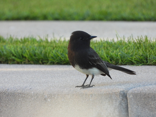 Black Phoebe