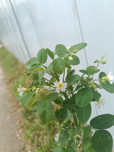Oxalis barrelieri observed 2026-10-26
