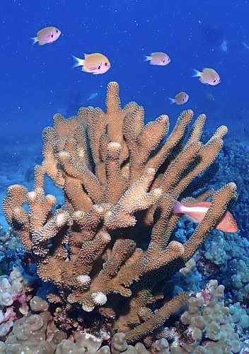 Pocillopora observed 2026-10-23