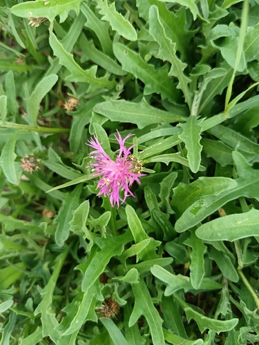 Centaurea aspera, 2026-10-25