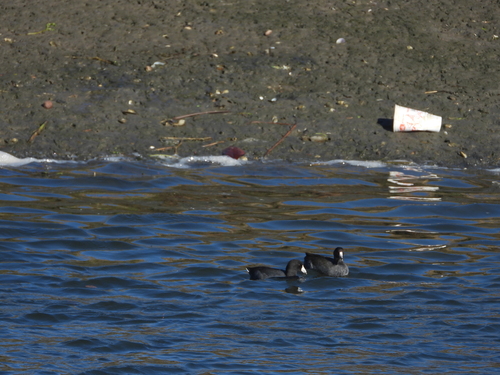 American Coot