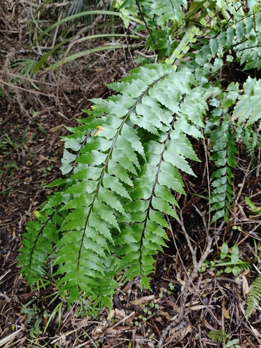 Asplenium polyodon observed 2026-10-26