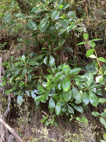 Coprosma lucida observed 2026-10-26