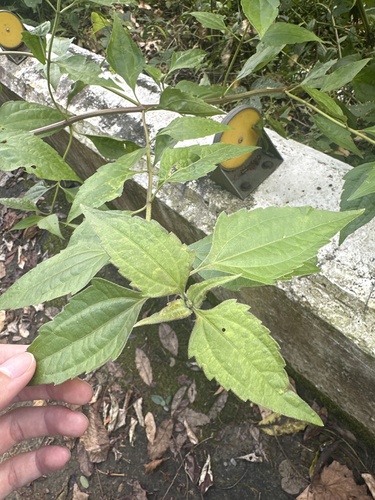 Chromolaena odorata observed 2026-10-26