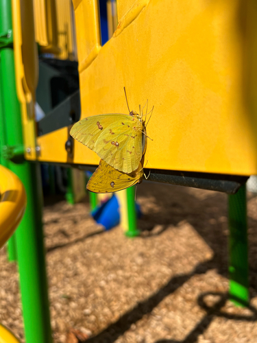 Cloudless Sulphur