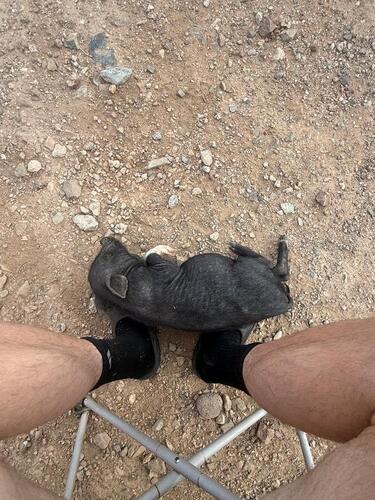 Domestic Pig
