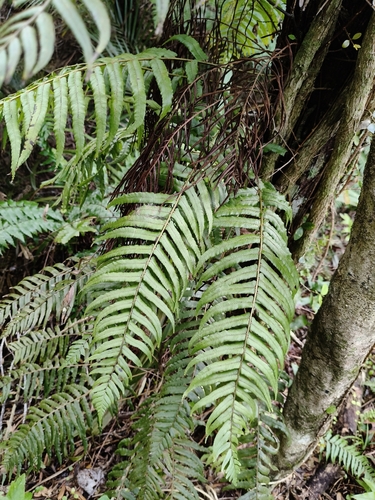 Icarus filiformis observed 2026-10-26