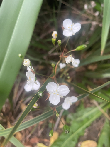 Libertia ixioides observed 2026-10-26