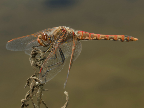 Variegated Meadowhawk
