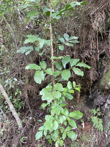 Dysoxylum observed 2026-10-26