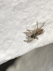 Menemerus bivittatus