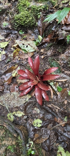 Nephrolepis observed 2026-10-25