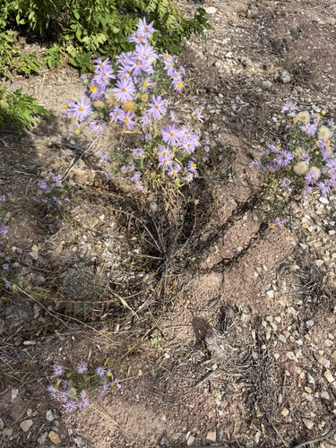 Tahoka daisy