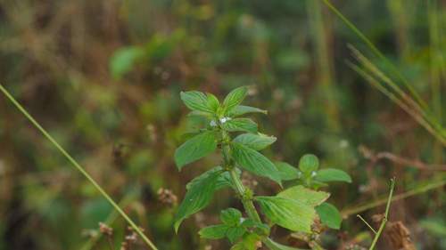 Spermacoce latifolia iNat (3)