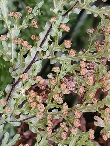 Hymenophyllum australe observed 2026-10-26