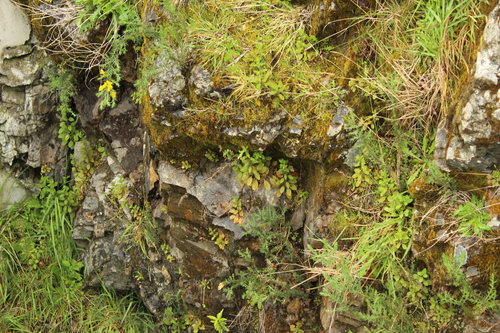 Epilobium pubens observed 2026-10-15