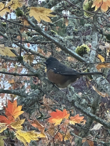 Spotted Towhee