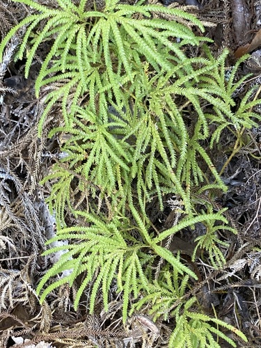 Pseudodiphasium volubile observed 2026-10-26