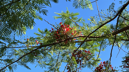 Delonix regia observed 2026-10-26