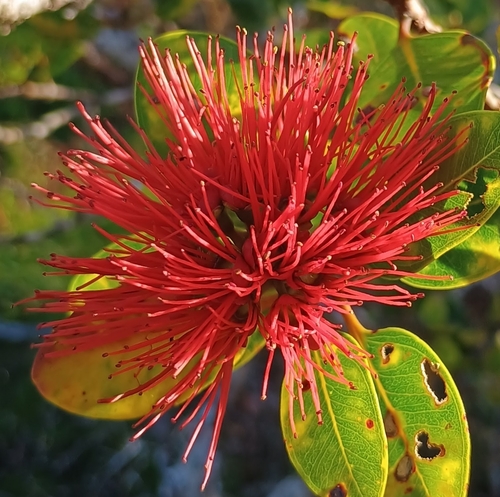 Metrosideros polymorpha observed 2026-10-25