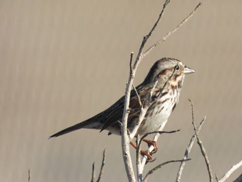 Song Sparrow