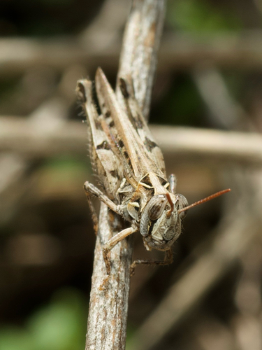 Texas Range Grasshopper