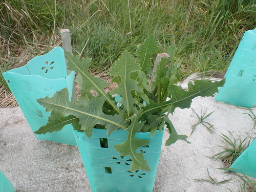 Lactuca sativa observed 2026-10-26