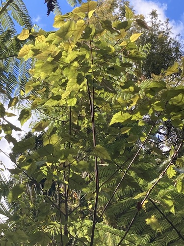 Aristotelia serrata observed 2026-10-26