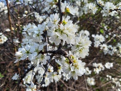 Prunus spinosa