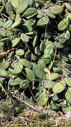 Dendrobium observed 2026-10-26