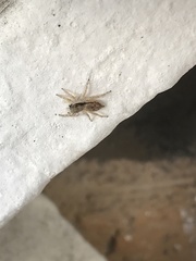 Menemerus bivittatus