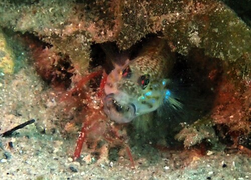 Istigobius observed 2026-10-19