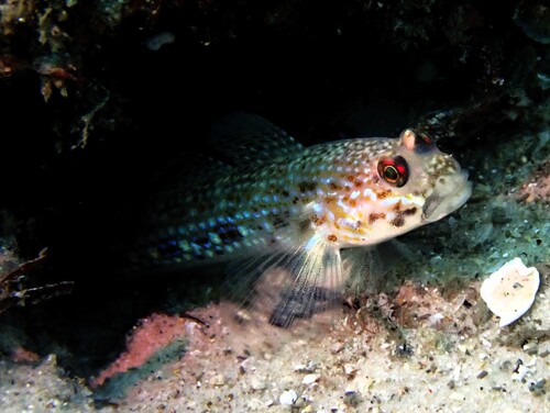 Istigobius observed 2026-10-19