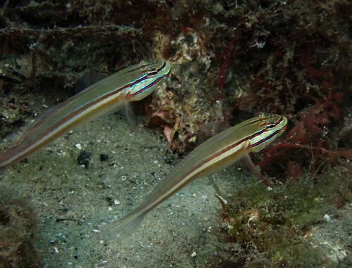 Valenciennea observed 2026-10-19