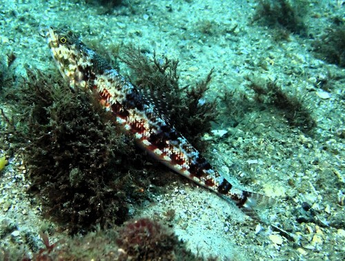 Synodus variegatus observed 2026-10-19