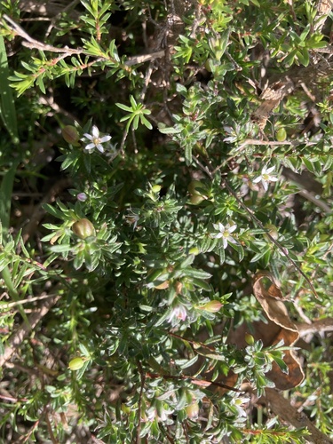 Rhytidosporum procumbens, 2026-10-26
